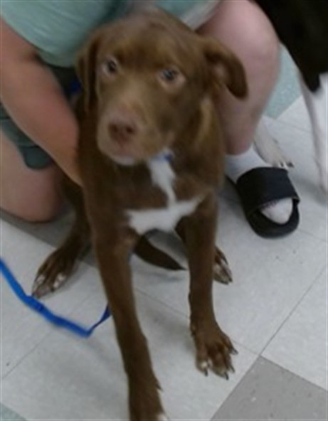 Adoptable Dog