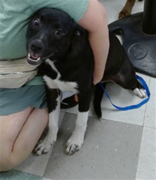 Adoptable Dog