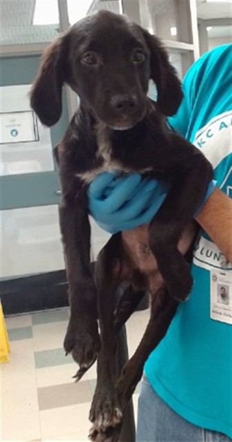 Adoptable Dog