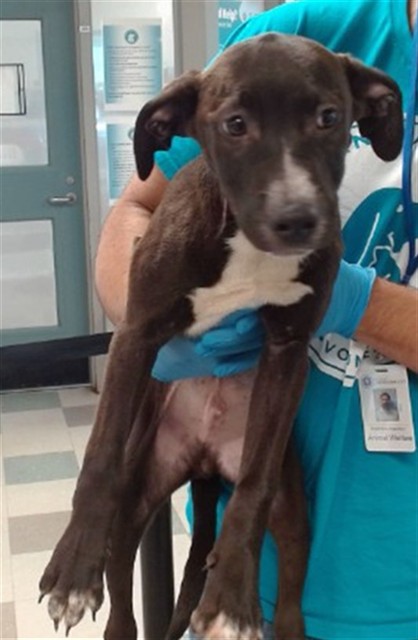 Adoptable Dog