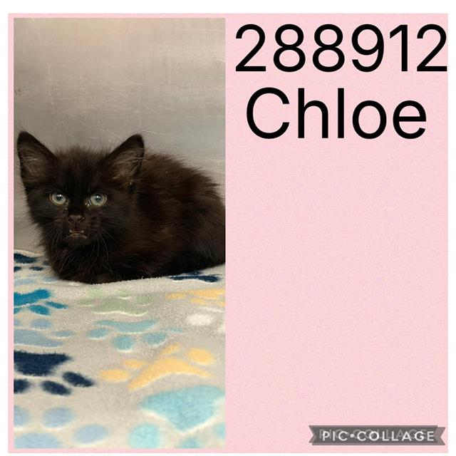 Chloe