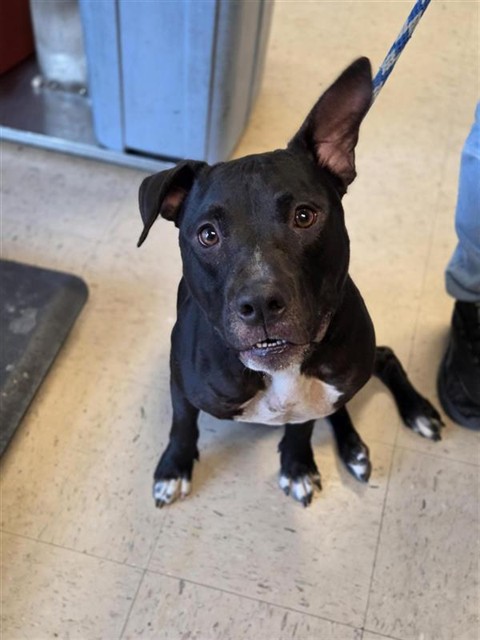 Adoptable Dog