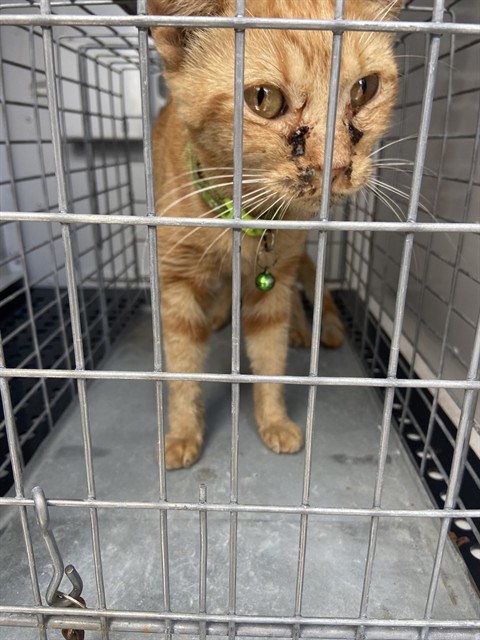 Adoptable Cat