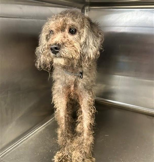 Adoptable Dog