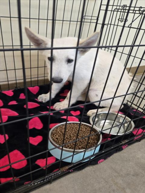 Adoptable Dog