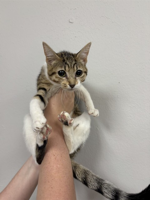 Ms. Bug Eyes