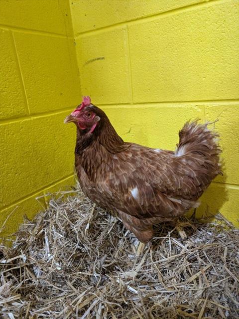 Adoptable Bird