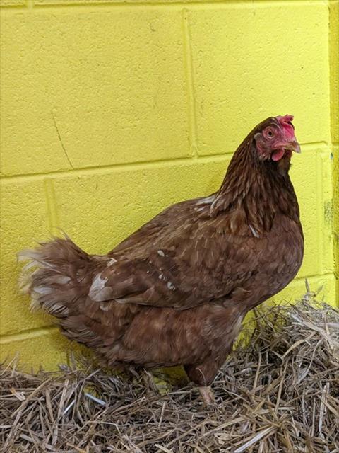 Adoptable Bird