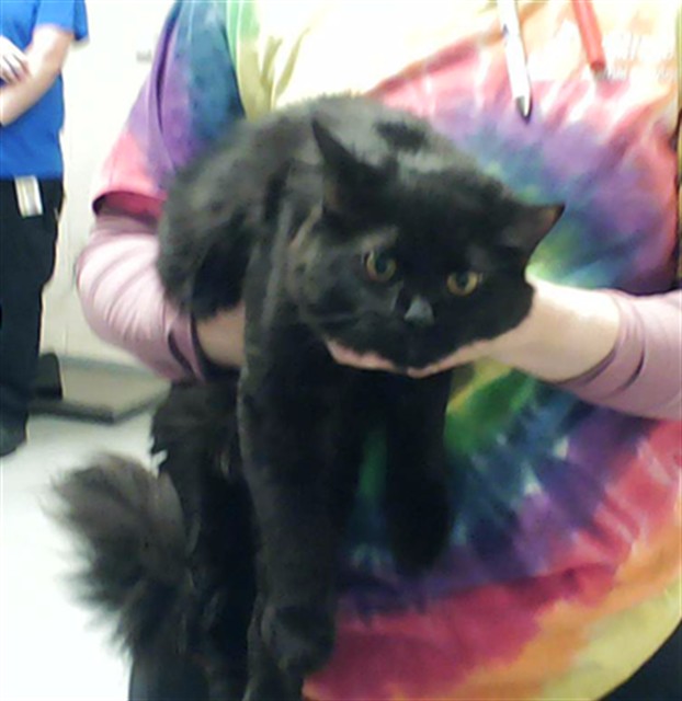 Adoptable Cat