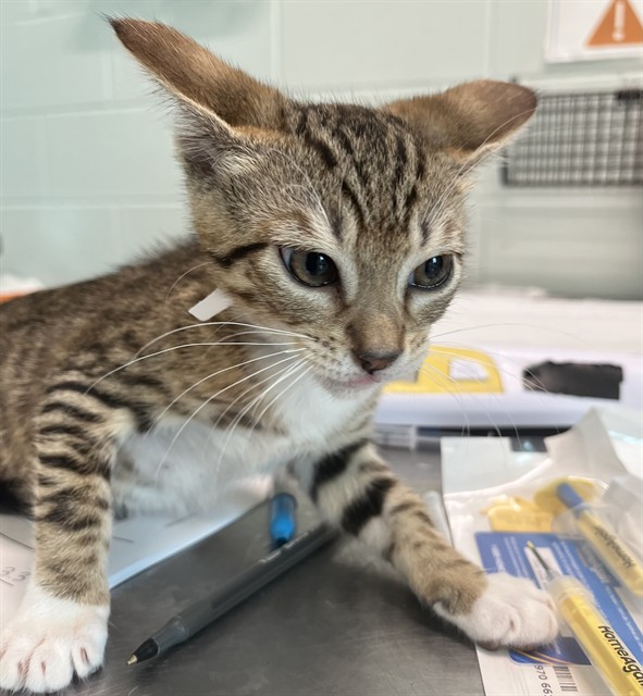 Adoptable Cat