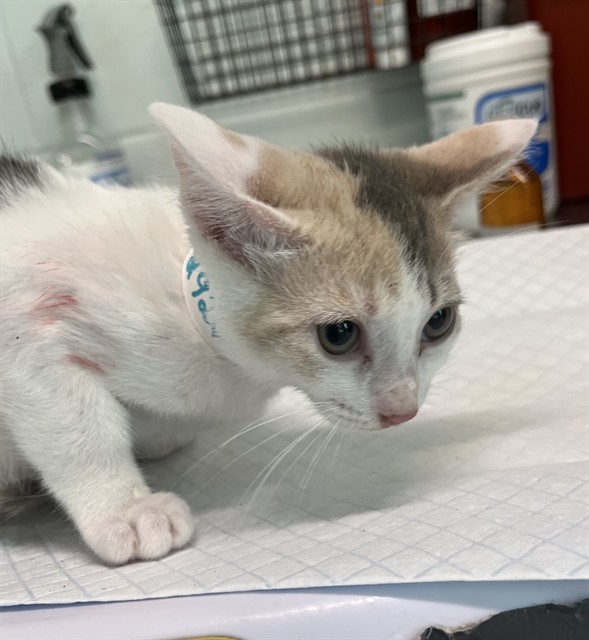 Adoptable Cat