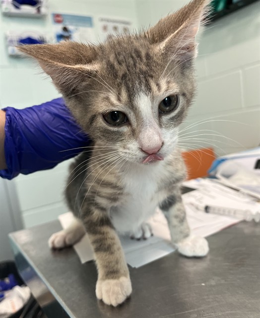 Adoptable Cat