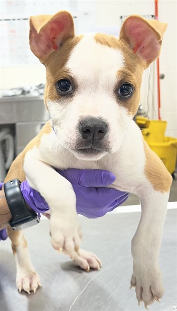 Adoptable Dog
