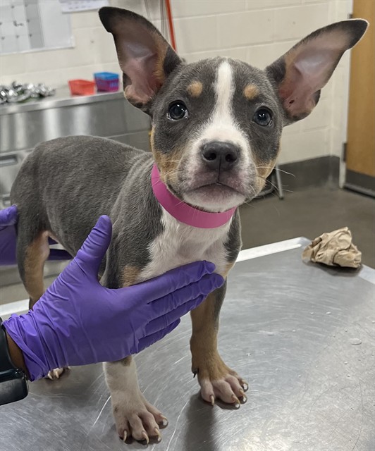 Adoptable Dog