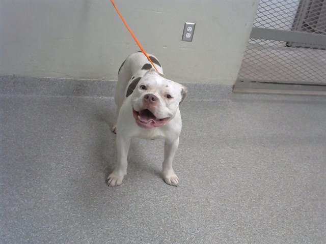 Adoptable Dog