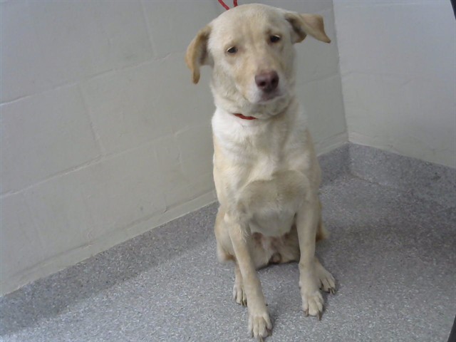 Adoptable Dog
