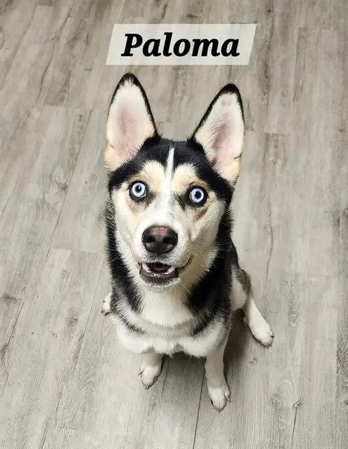 Paloma