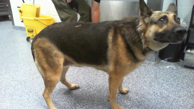 Adoptable Dog