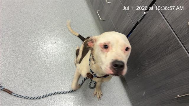 Adoptable Dog