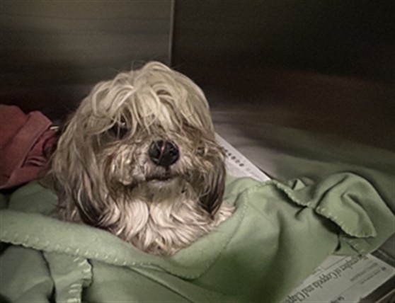 Adoptable Dog