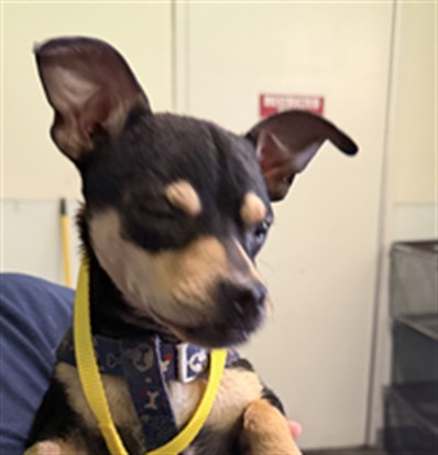 Adoptable Dog