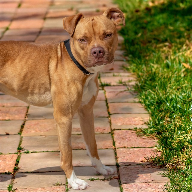 Joshua Tree