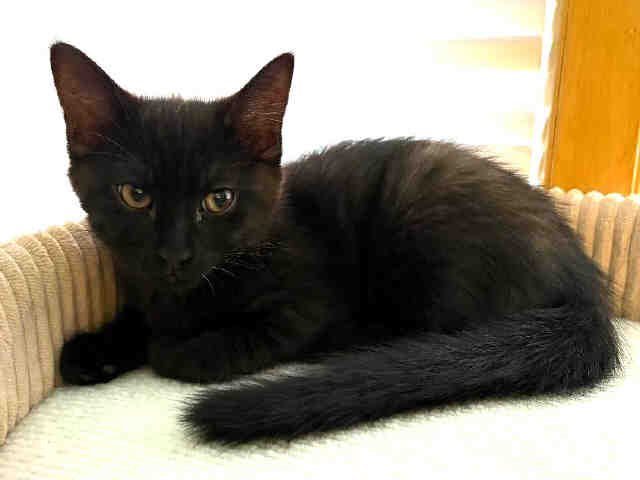 Brice-In Foster