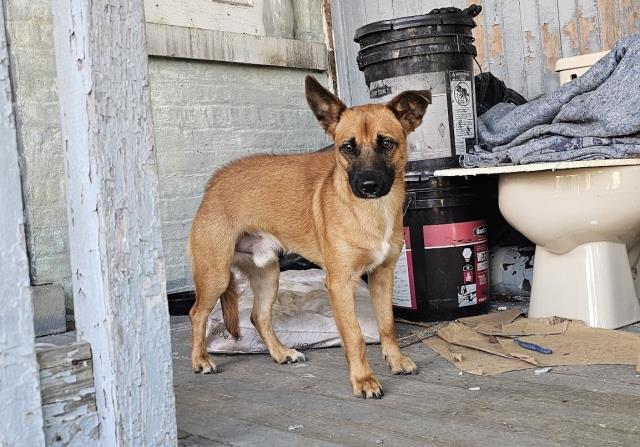 Adoptable Dog
