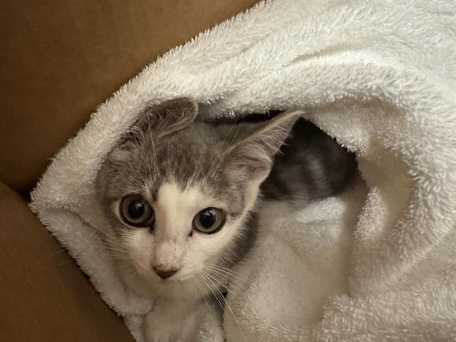 Cicily
