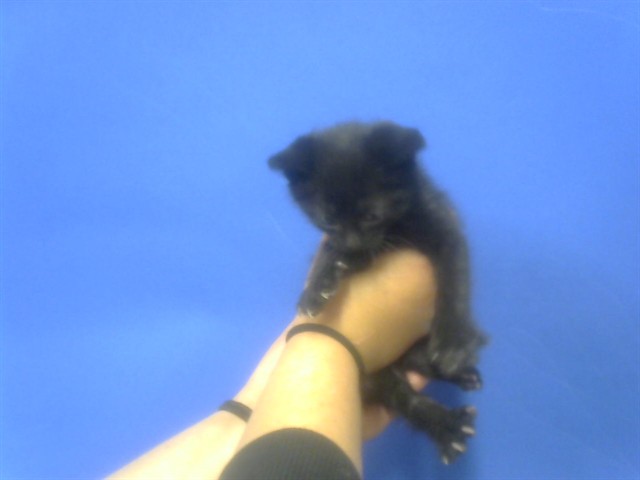 Frodo