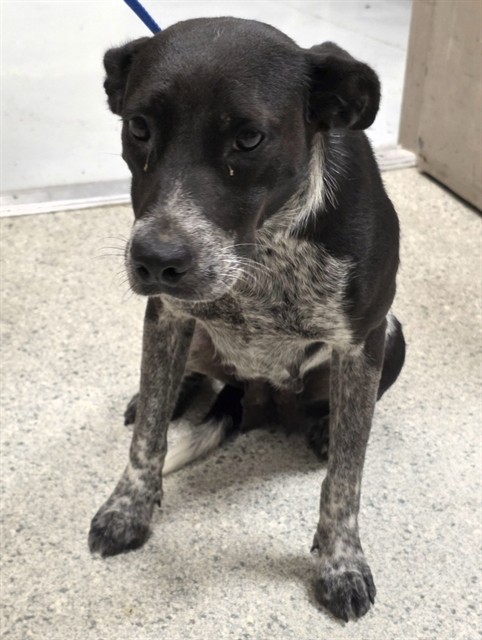 Adoptable Dog
