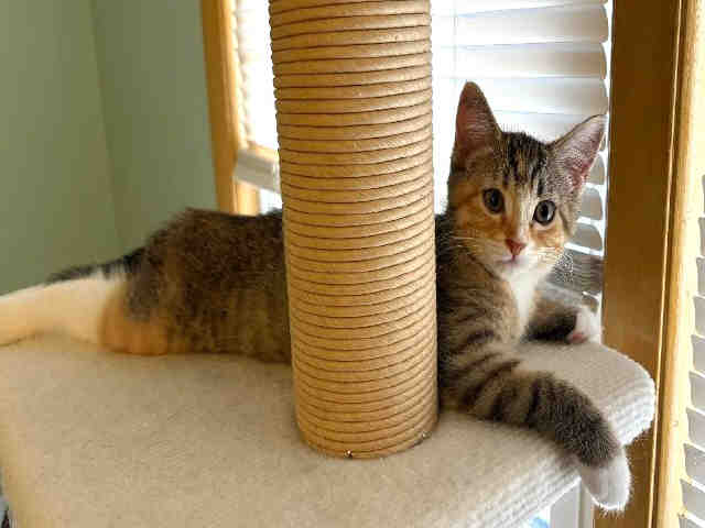Catico-In Foster