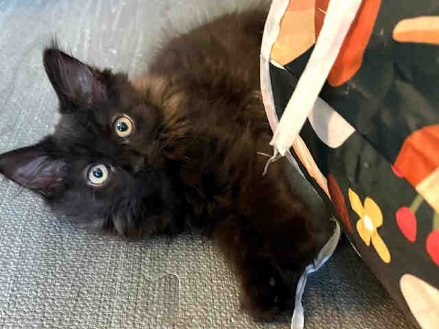 Elly-In Foster