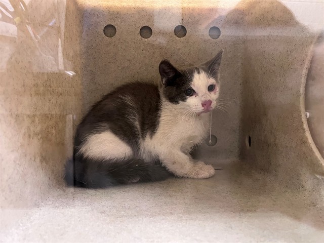 Adoptable Cat