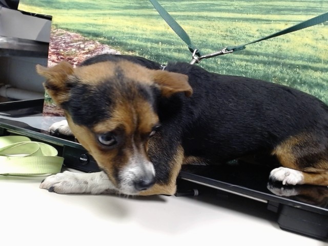 Adoptable Dog