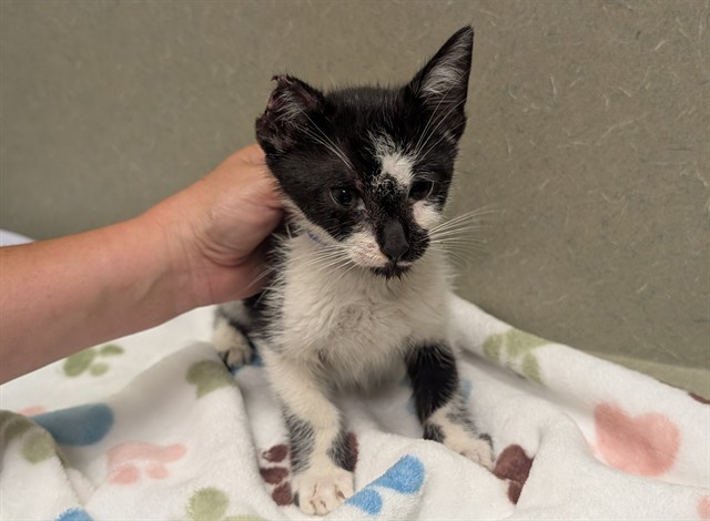 Adoptable Cat