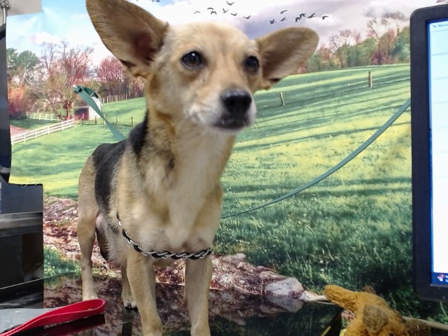 Adoptable Dog