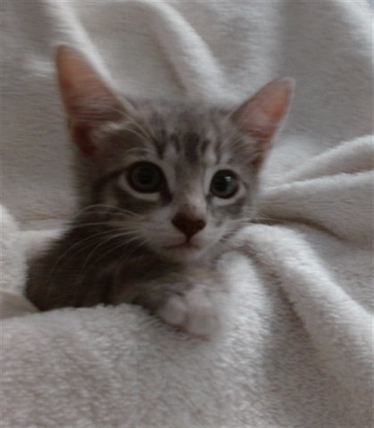 Cinnamon