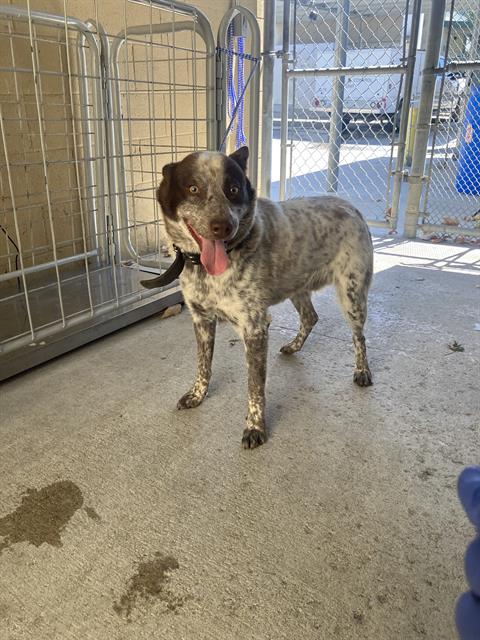 Adoptable Dog