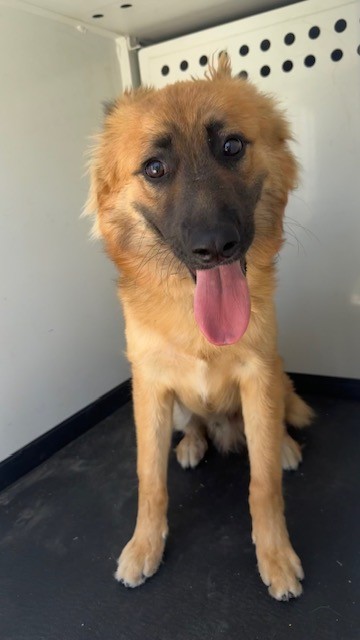 Adoptable Dog