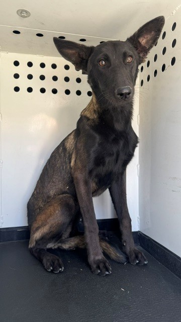 Adoptable Dog