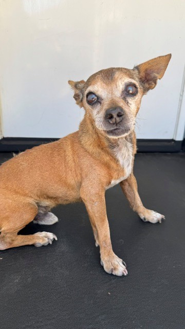 Adoptable Dog