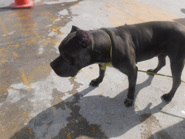 Harper