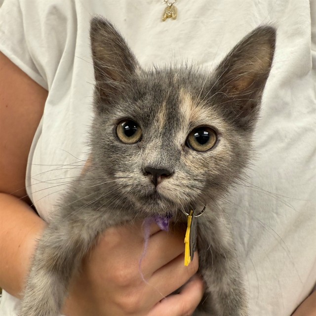 Artemis