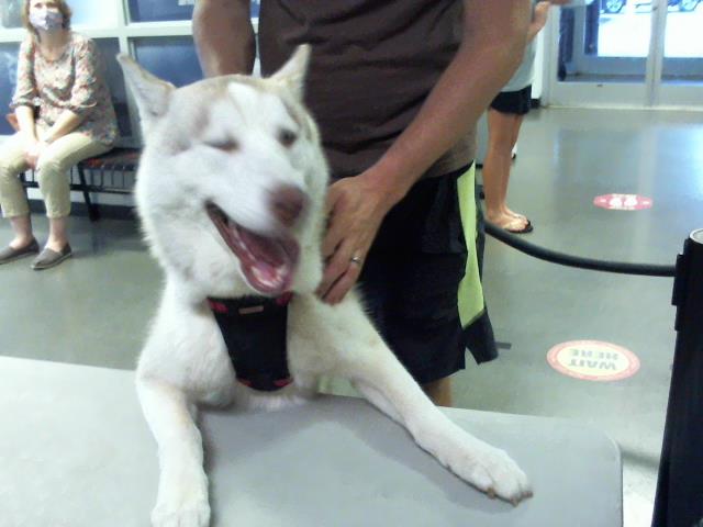 Koda