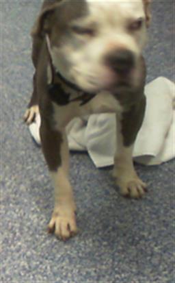 Adoptable Dog