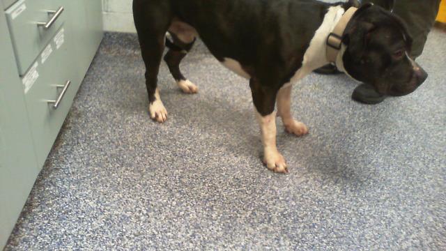 Adoptable Dog