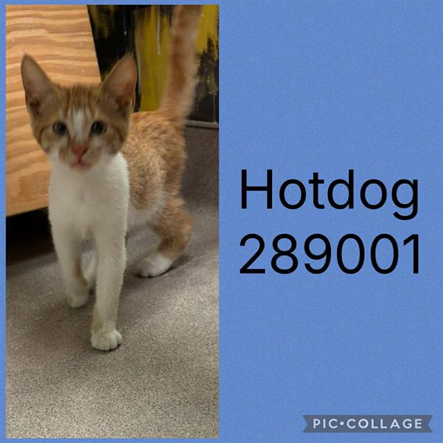 Hotdog