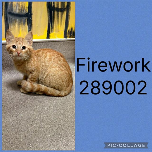 Adoptable Cat