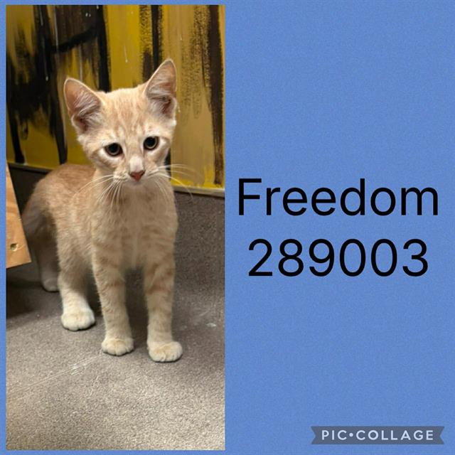 Adoptable Cat